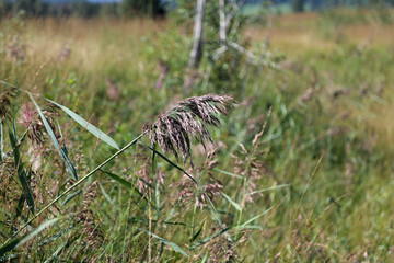 Blooming grass in autumn colored meadows