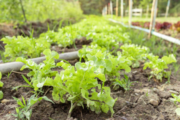 Obraz premium Vegetable garden with fresh salad grow up in plentifully soil