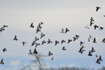 Rock Pigeons in flight