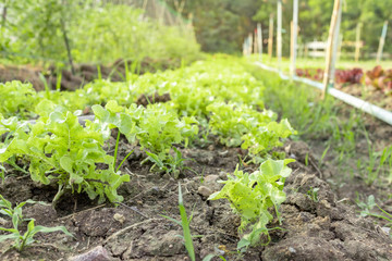 Fototapeta na wymiar Vegetable garden with fresh salad grow up in plentifully soil