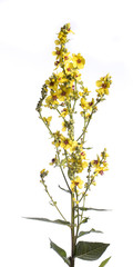 medicinal plant from my garden: Verbascum nigrum ( black mullein ) open flowers and green leafs isolated on white background