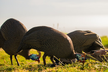 Flock of guineafowls eating in a grass meadow at sunset with ocean in the background.