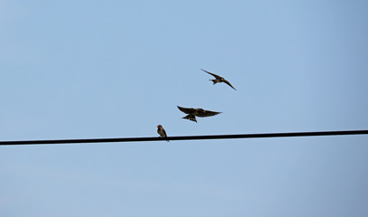 Three swallows landing at electricity cable