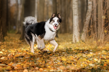 Naklejka na ściany i meble Yakutian Laika dog walk in autumn park lovely portrait