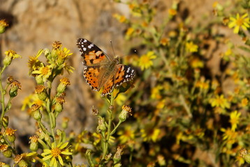 mariposas
