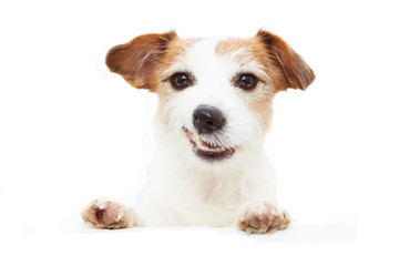 happy jack russell dog smiling with paw over edge blank sign. Isolated on white background..