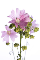 medicinal plant from my garden: Malva sylvestris ( common mallow ) flowers and seeds / fruits isolated on white background