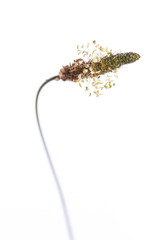 medicinal plant from my garden: Plantago lanceolata ( ribwort plantain ) detail of blossom isolated on white background vertical