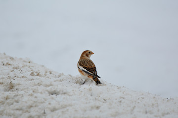 Snow Bunting