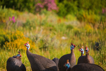Flock of guineafowl in a grass meadow at sunset.