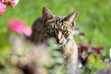 Naklejka na ściany i meble Beuatiful cat hiding behind flowers