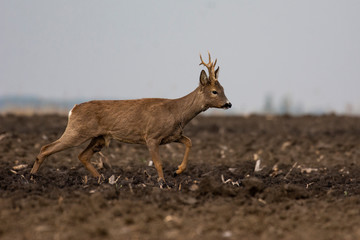 Beautiful deer on green grass