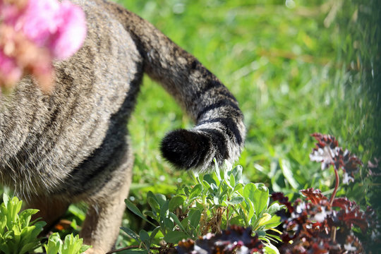 Cat tail detail on backraund from grass