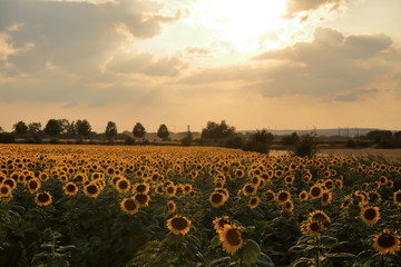 Fototapeta premium Sonnenblumen