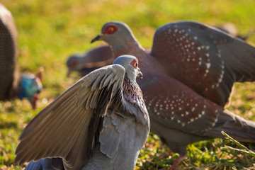 Two Speckled rock pigeons fighting over food and terriroy in a grass meadow at sunset.