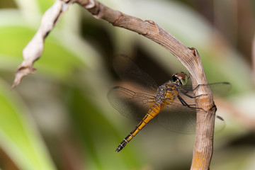 Golden dragonfly