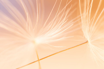 Romantische Aufnahme einer Pusteblume