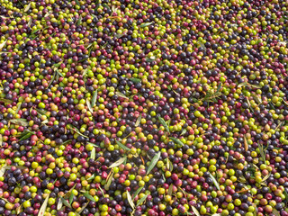 Fresh Harvested Olives, Background image.