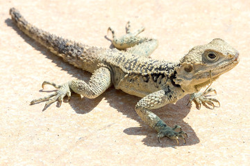 lizard on a rock