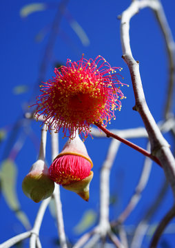 View Of A Red Eucalyptus Flower In Western Australia