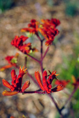 Obraz na płótnie Canvas View of a Kings Park Federation Flame red Kangaroo Paw flower (Anigozanthos