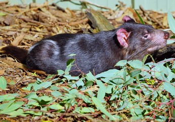View of a Tasmanian devil (Sarcophilus harrisii), a carnivorous marsupial native to Australia