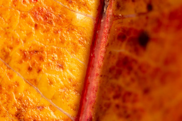 Goldenes Herbstblatt