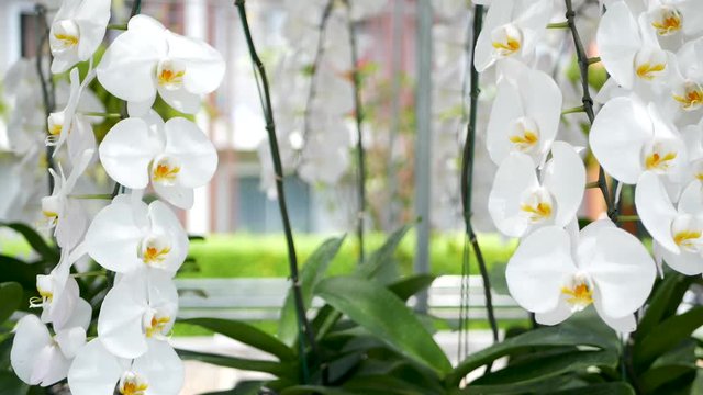 Delicate white elegant orchid flowers with yellow centers in sunlight. Close up macro of tropical petals in spring garden. Abstract natural exotic background with copy space. Floral blossom pattern