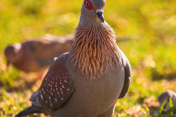 Portraiture of a Speckled rock pigeon in a grass meadow at sunset.