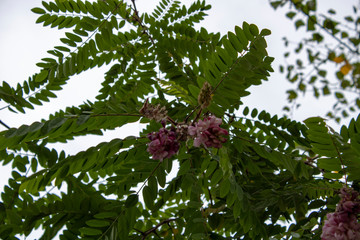 Decorative acacia with pink inflorescence and green leaves in late autumn, a good decoration of a private site