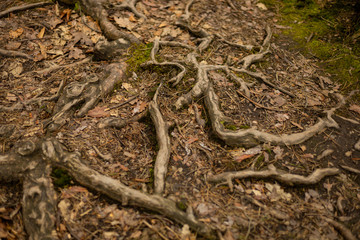 Wurzelwerk vom Baum