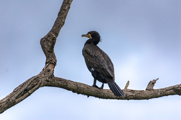 Cormorant on branch