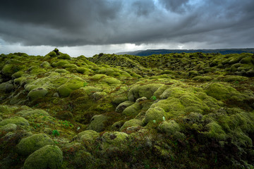 Green moss covered volcanic lava field. Iceland