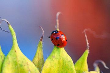 Macro of ladybug on a blade of grass in the morning sun