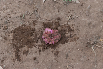 pink flower crushed by the feet