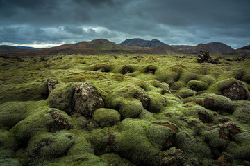 Greeen moss covered volcanic lava field