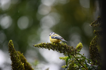 Blaumeise auf Flieder