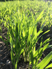 Young shoots of grass. Spring natural background.