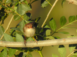 Female Superb Fairy-Wren in Victoria Australia