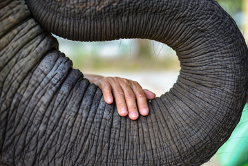 The hand of an old woman placed on the elephant's trunk with compassion. Seems to be connecting the...