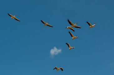 A flock of pelicans on a background of blue sky and white clouds