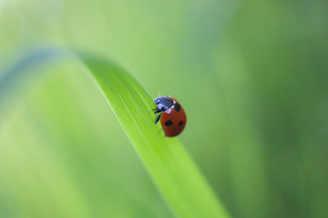 ladybug on green leaf