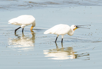 Two Common Spoonbill looking for food in a shallow pond.