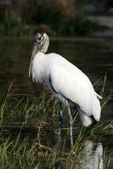 Wood Stork - Mycteria americana - wading in shallow water in Fort De Soto Park, Florida.