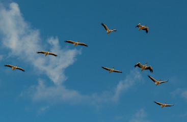 A flock of pelicans on a background of blue sky and white clouds