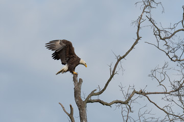 An American Bald Eagle perched in a tree.