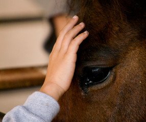 child's hand touching a horse's head up close with sad eyes of horse