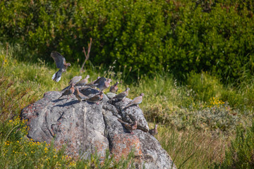 Speckled rock pigeons camouflaged into a rock in a grass meadow field.