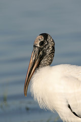 Wood Stork - Mycteria americana - wading in shallow water in Fort De Soto Park, Florida.