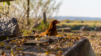 Wieś nad Narwią, Wiejski krajobraz Podlasia © podlaski49